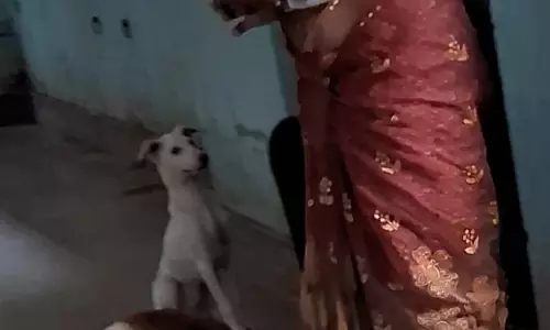 நாய்கள் தொல்லை நாய்கள் தொல்லை