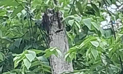 சேதமடைந்த மின்கம்பம் சேதமடைந்த மின்கம்பம்