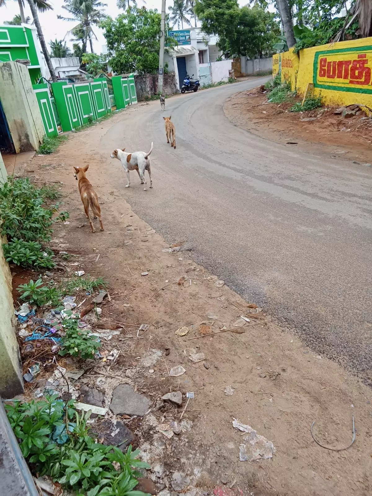 தெருநாய் தொல்லை