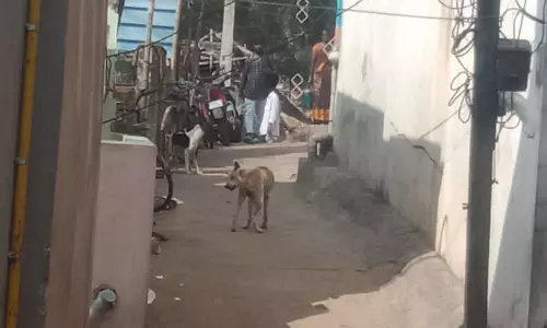 தெரு நாய்கள் தொல்லை