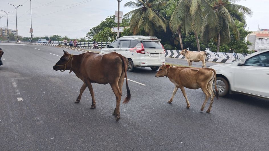 சாலையில் சுற்றித்திரியும் மாடுகளால் விபத்து