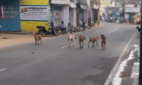 தெருநாய்கள் தொல்லை தெருநாய்கள் தொல்லை