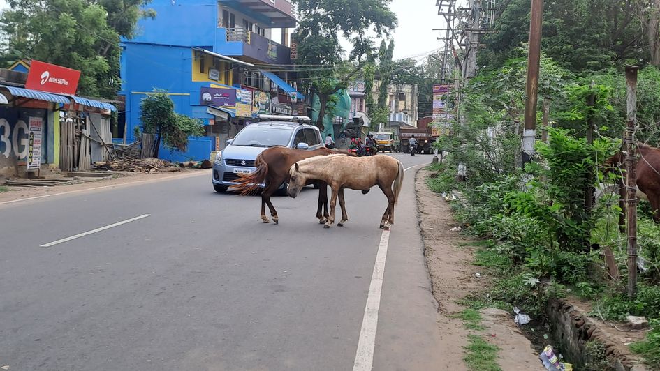 சாலைகளில் சுற்றித்திரியும் கால்நடைகள்