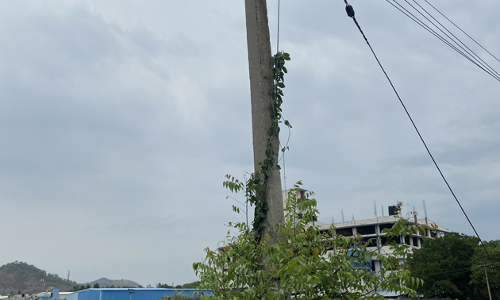 மின்கம்பத்தில் படரும் செடி, கொடிகள் மின்கம்பத்தில் படரும் செடி, கொடிகள்