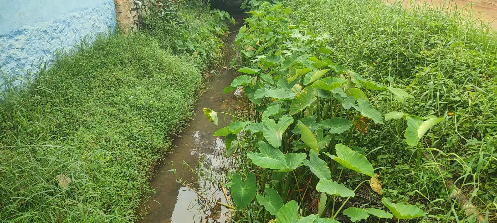 கால்வாய் தூர்வாரப்படுமா?