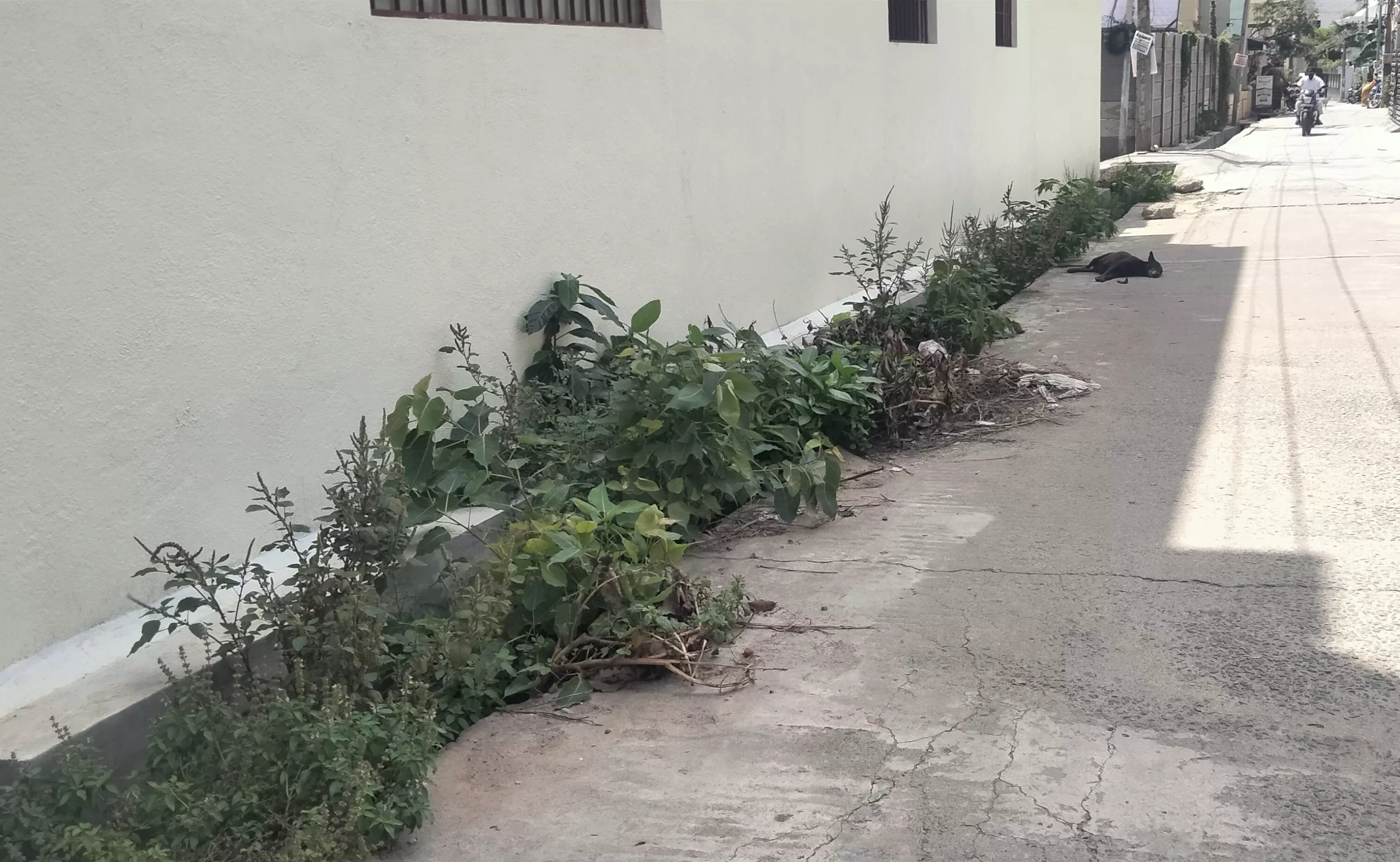 கால்வாயை ஆக்கிரமிக்கும் செடிகள் கால்வாயை ஆக்கிரமிக்கும் செடிகள்