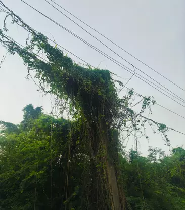 செடி, கொடிகள் படர்ந்த மின்கம்பம் செடி, கொடிகள் படர்ந்த மின்கம்பம்