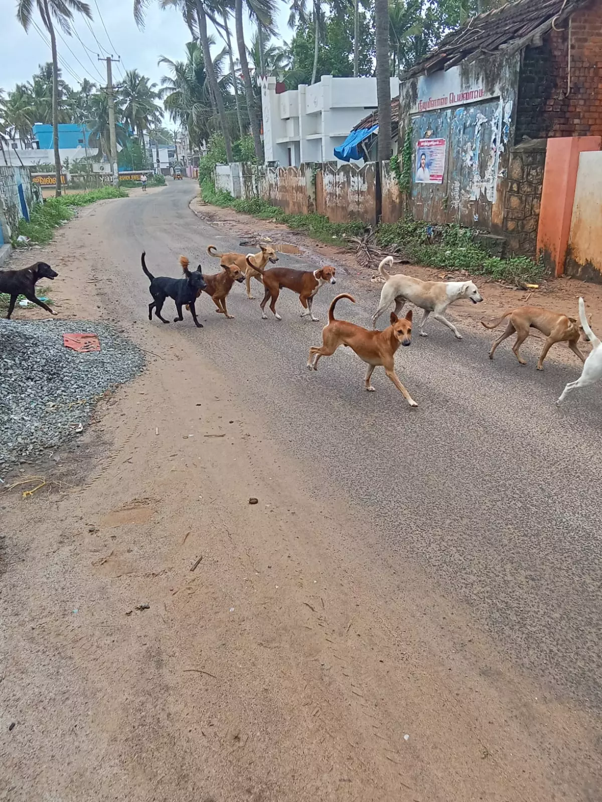 நாய்கள் தொல்லை