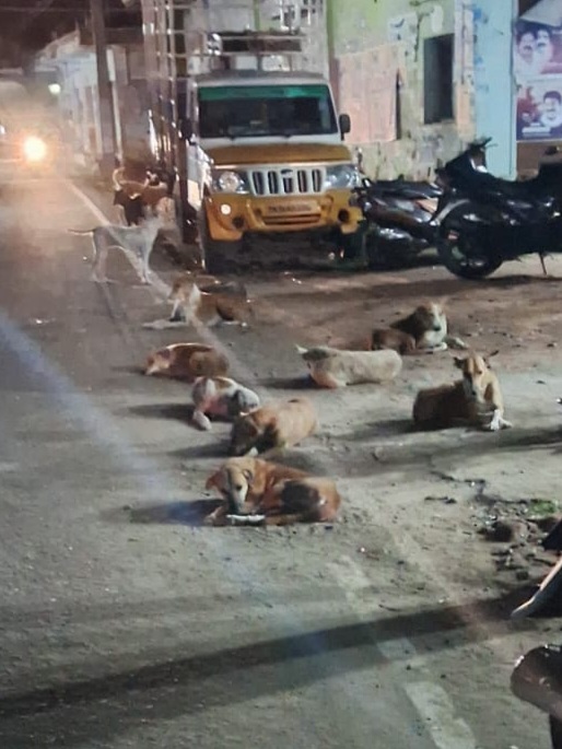 சாலையில் சுற்றித்திரியும் நாய்கள் சாலையில் சுற்றித்திரியும் நாய்கள்