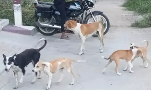 நாய்கள் தொல்லை நாய்கள் தொல்லை