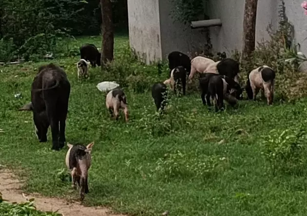 பன்றிகள் தொல்லை பன்றிகள் தொல்லை