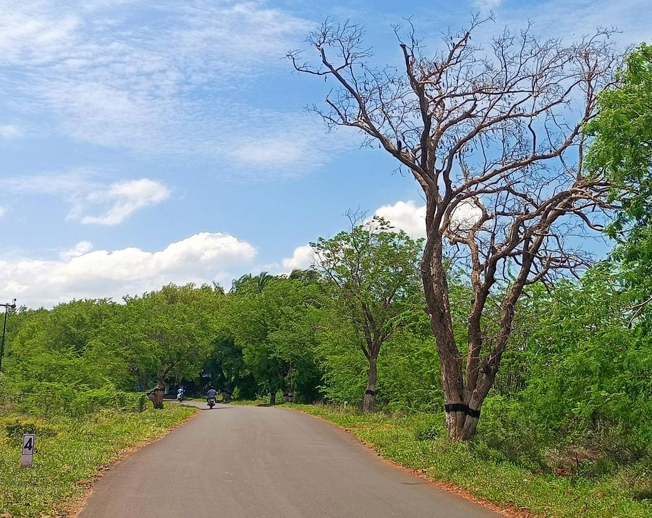 பட்டுப்போன புளிய மரம் பட்டுப்போன புளிய மரம்