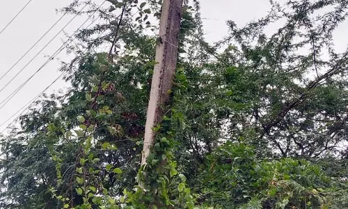 மின்கம்பத்தை ஆக்கிரமித்துள்ள செடி, கொடிகள் அகற்றப்படுமா? மின்கம்பத்தை ஆக்கிரமித்துள்ள செடி, கொடிகள் அகற்றப்படுமா?