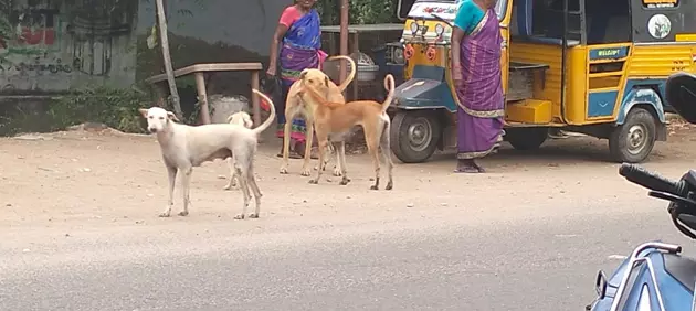 தெருநாய்கள் தொல்லை