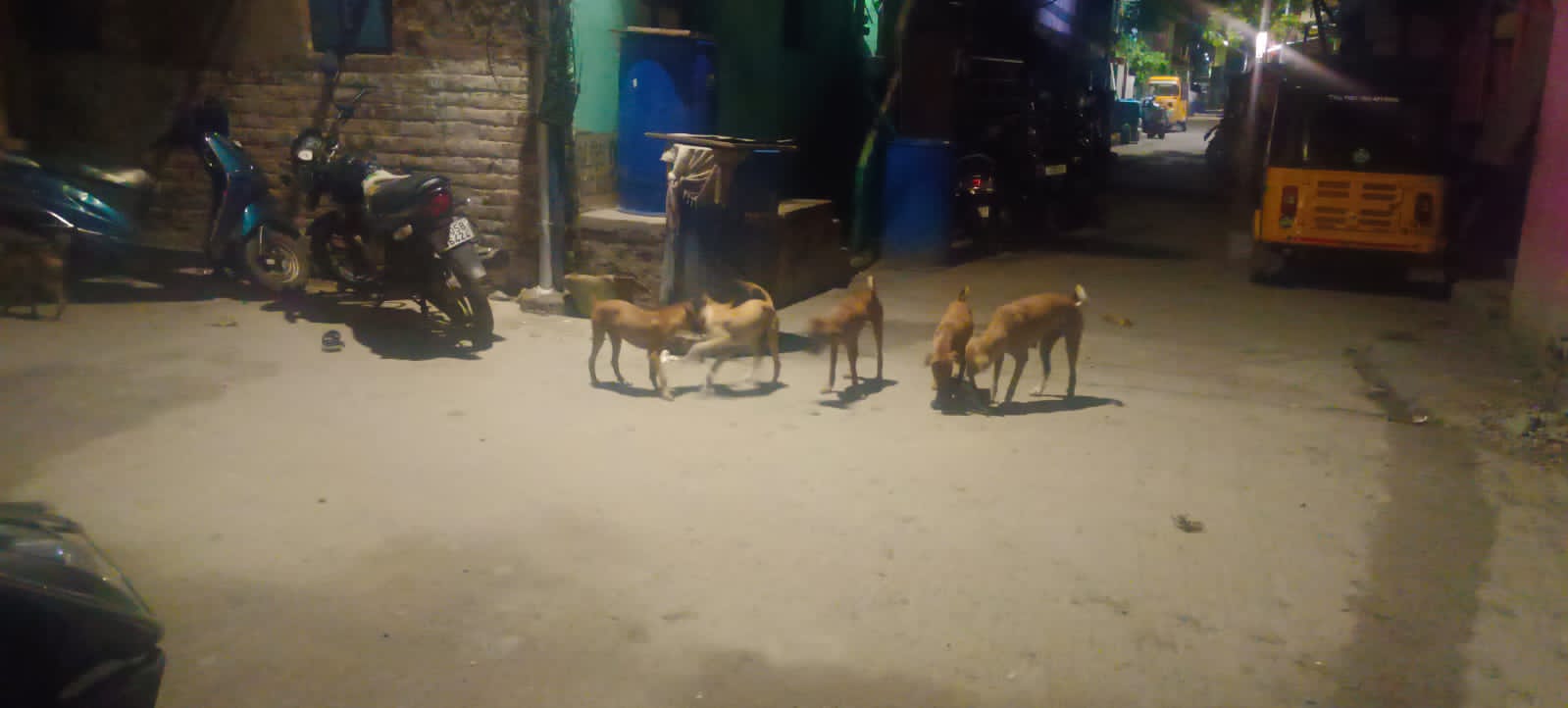 நாய்களால் தொல்லை