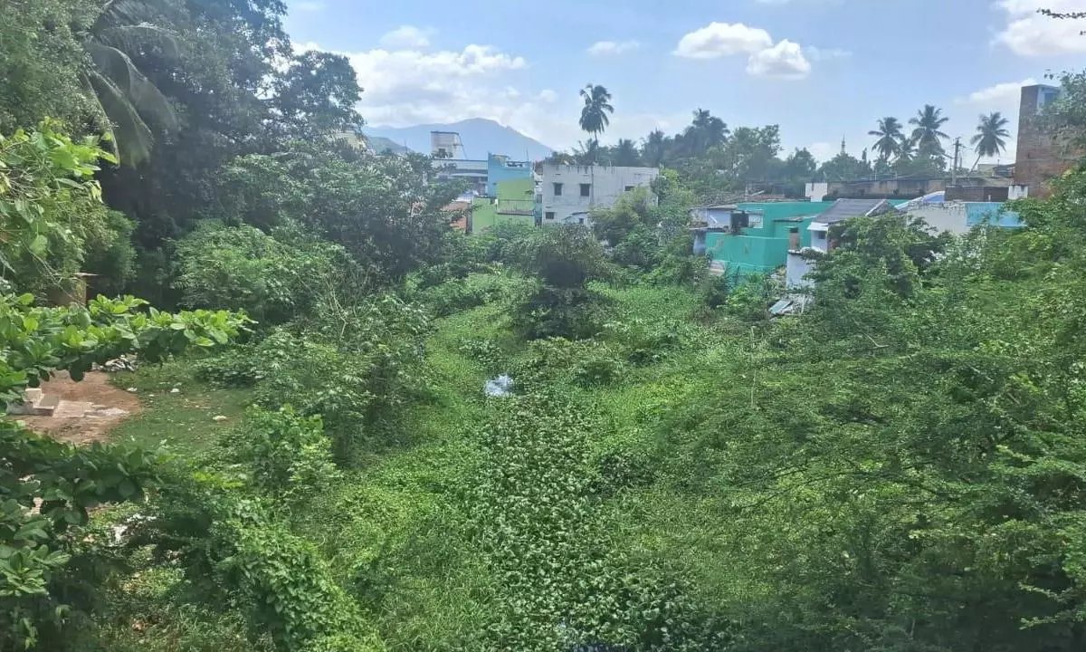 புதர்மண்டிய மஞ்சளாறு புதர்மண்டிய மஞ்சளாறு
