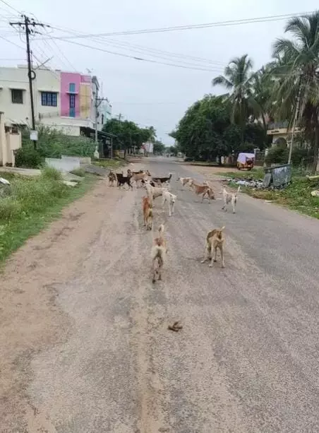 தெருநாய்கள் தொல்லை தெருநாய்கள் தொல்லை