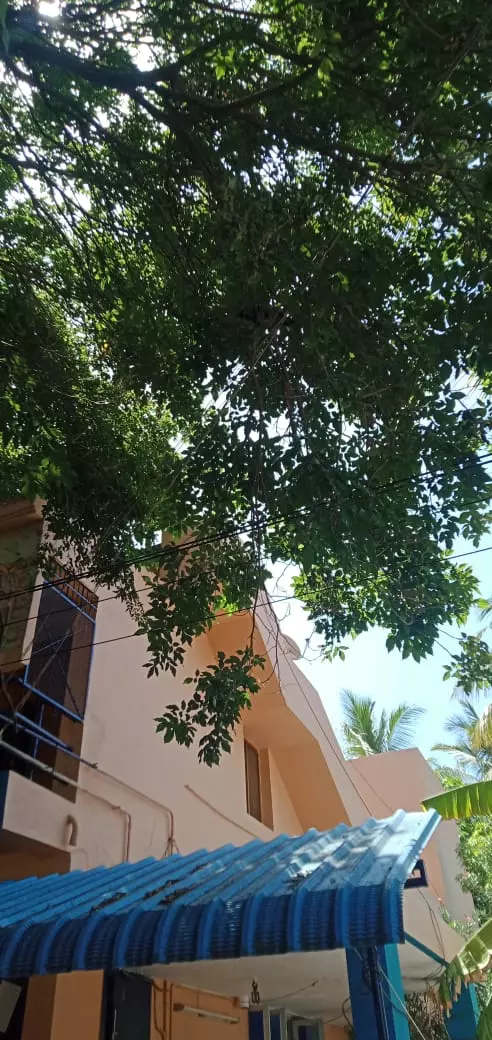 மின் கம்பிகளில் உரசும் மரக்கிளைகள் மின் கம்பிகளில் உரசும் மரக்கிளைகள்