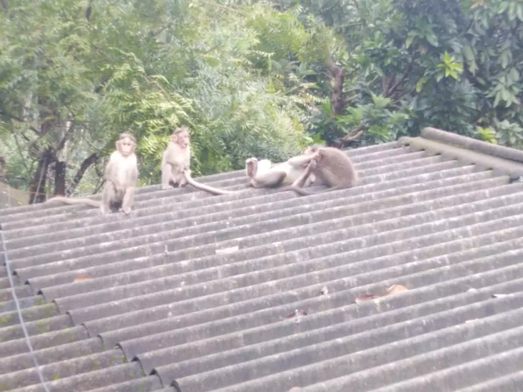 குரங்குகள் தொல்லை