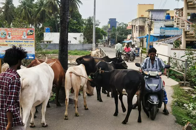 மறியல் செய்யும் மாடுகளால் இடையூறு
