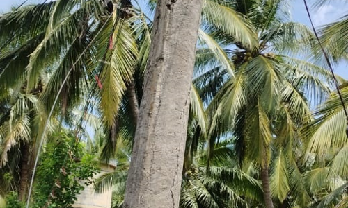 சேதமடைந்த மின்கம்பம்