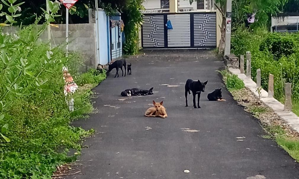 நாய்கள் தொல்லை