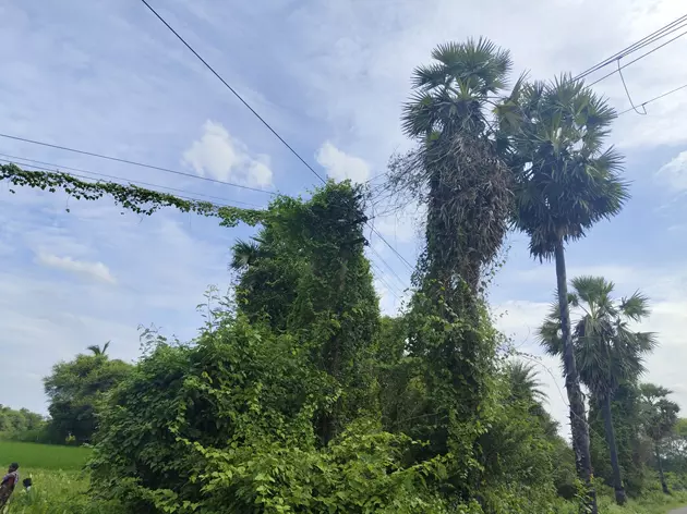 மின்கம்பத்ைத சூழ்ந்த செடி, கொடிகள்