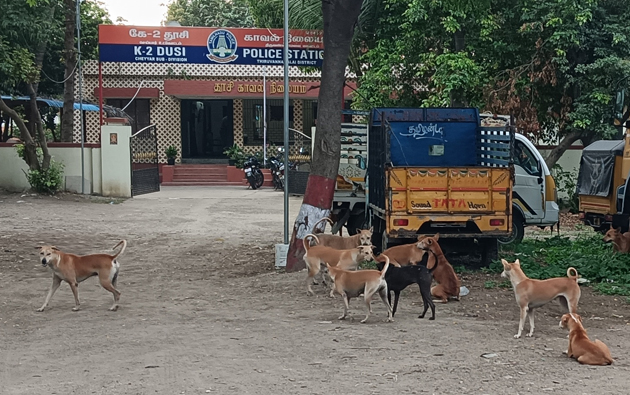 நாய்கள் தொல்லை நாய்கள் தொல்லை