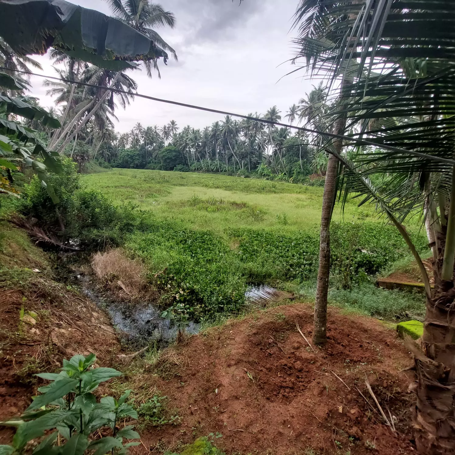 பராமரிப்பில்லாத குளம்