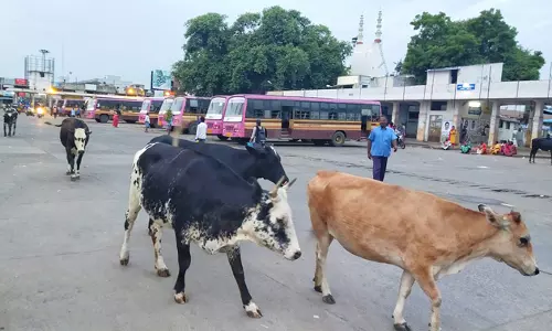 மாடுகள் தொல்லை மாடுகள் தொல்லை