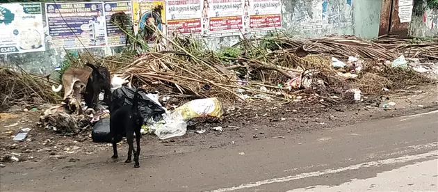 சாலையோரம் வீசப்படும் குப்பைகள்