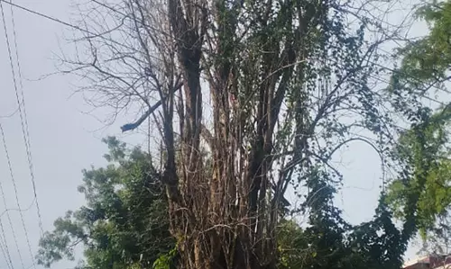 ஆபத்தான மரம் அகற்றப்படுமா? ஆபத்தான மரம் அகற்றப்படுமா?