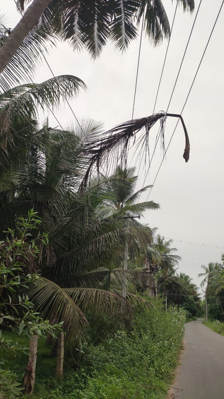 மின் கம்பிகளில் விழும் தொன்னை மட்டைகள் மின் கம்பிகளில் விழும் தொன்னை மட்டைகள்