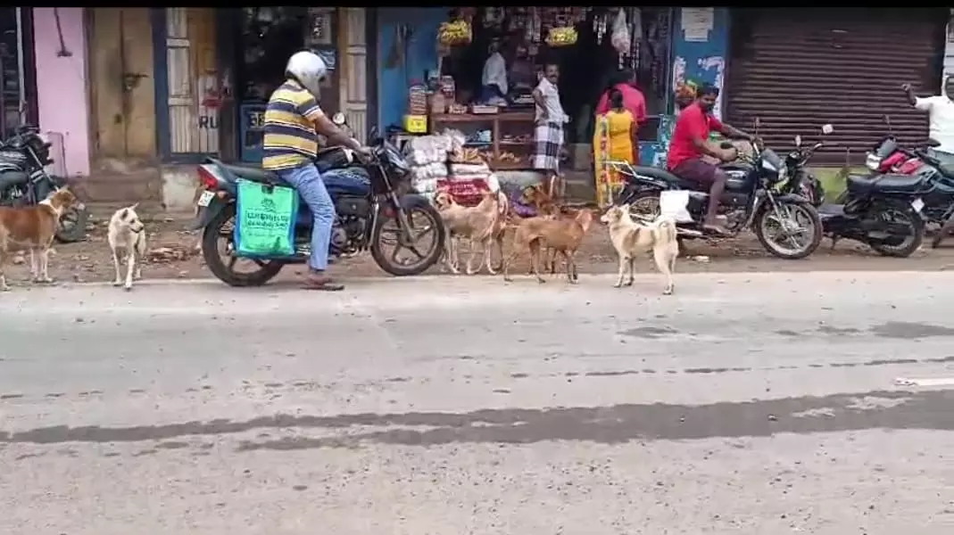 தெருநாய் ெதால்லை