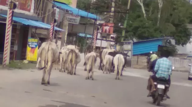 மாடுகள் தொல்லை