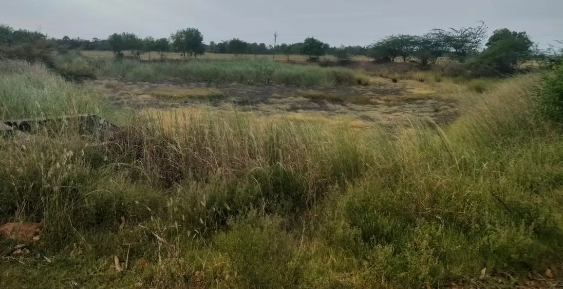 குளம் தூர்வாரப்படுமா? குளம் தூர்வாரப்படுமா?