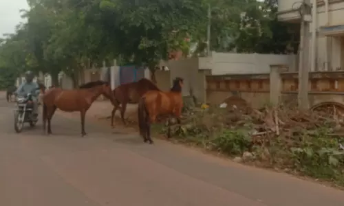 குதிரைகள் தொல்லை குதிரைகள் தொல்லை