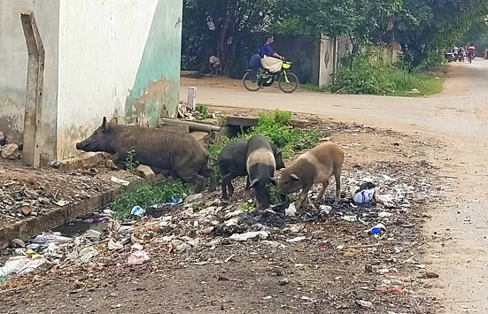 பன்றிகள் தொல்லை