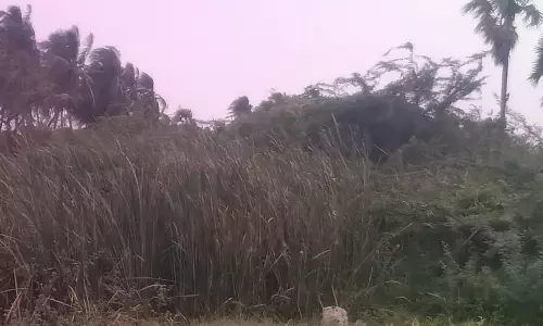 தூர்வாரப்படாத கால்வாய்