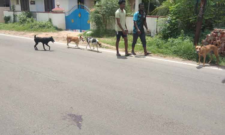 தெருநாய் தொல்லை