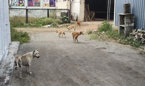 தெருநாய்கள் தொல்லை