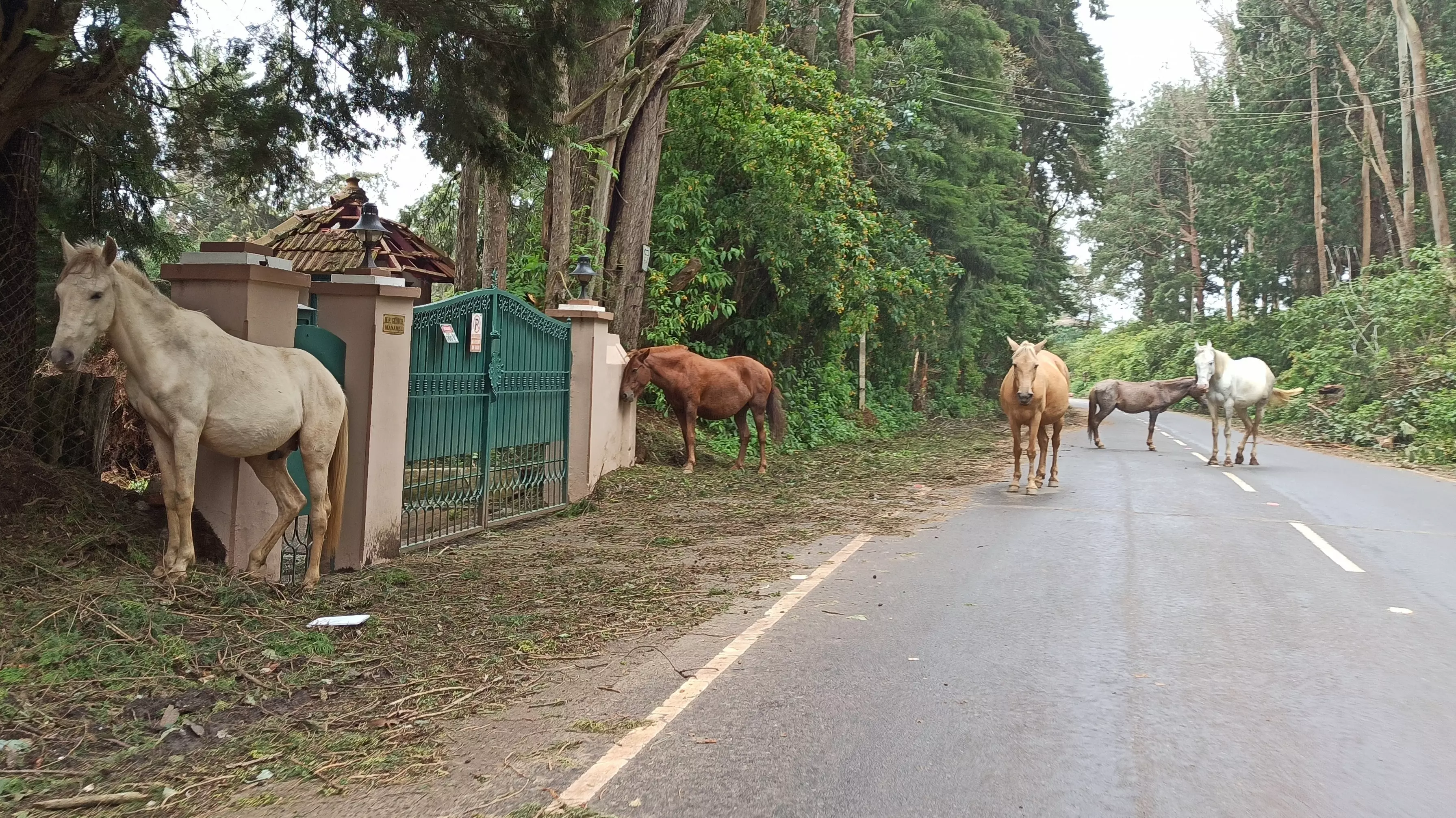 சாலைகளில் சுற்றித்திரியும் குதிரைகள் சாலைகளில் சுற்றித்திரியும் குதிரைகள்