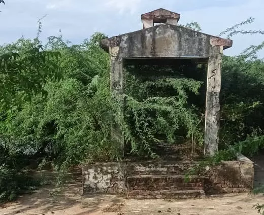 கருவேலமரங்கள் வெட்டப்படுமா?