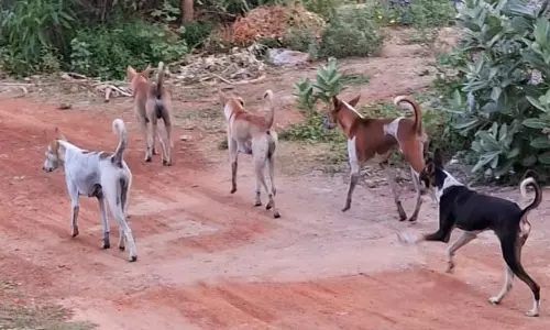 நாய்கள் தொல்லை