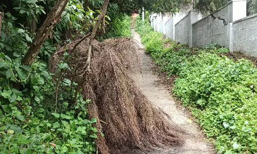 மரக்கிளை அகற்றப்படுமா?