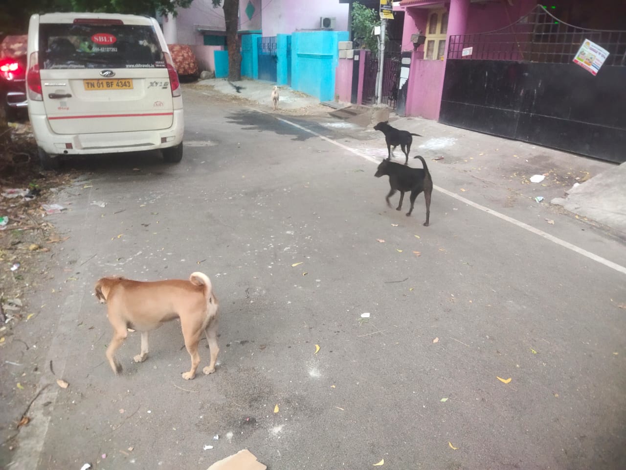தெருநாய்கள் தொல்லை
