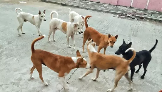 நாய்கள் தொல்லை நாய்கள் தொல்லை