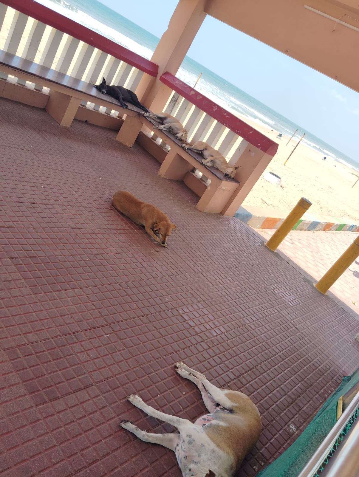 தெரு நாய்கள் தொல்லை