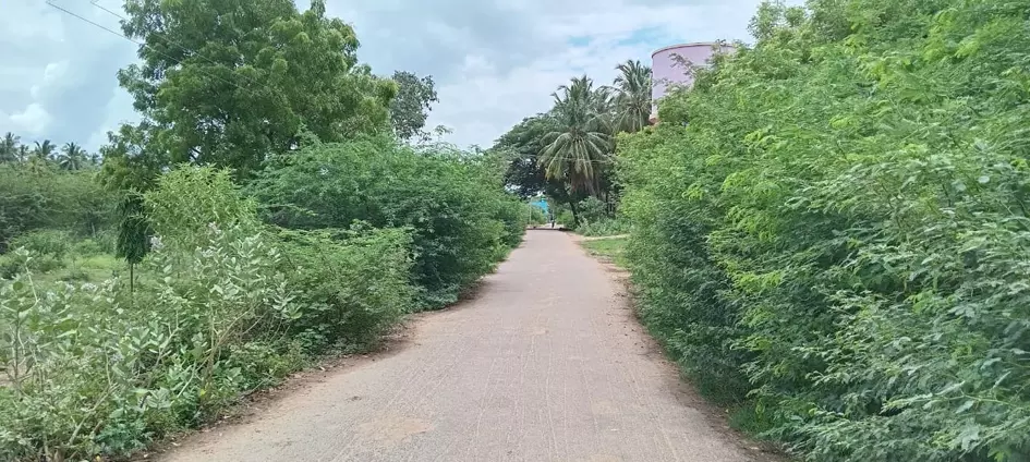 சாலையை ஆக்கிரமித்த சீமை கருவேல மரங்கள் சாலையை ஆக்கிரமித்த சீமை கருவேல மரங்கள்