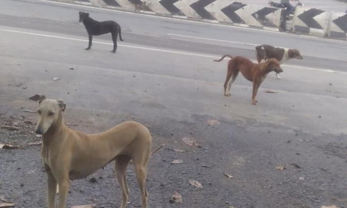 தெருநாய்களின் தொல்லை தெருநாய்களின் தொல்லை